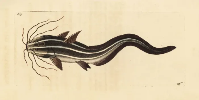 Framed Print : Striped eel catfish, Plotosus lineatus Framed Print : Striped eel catfish, Plotosus lineatus