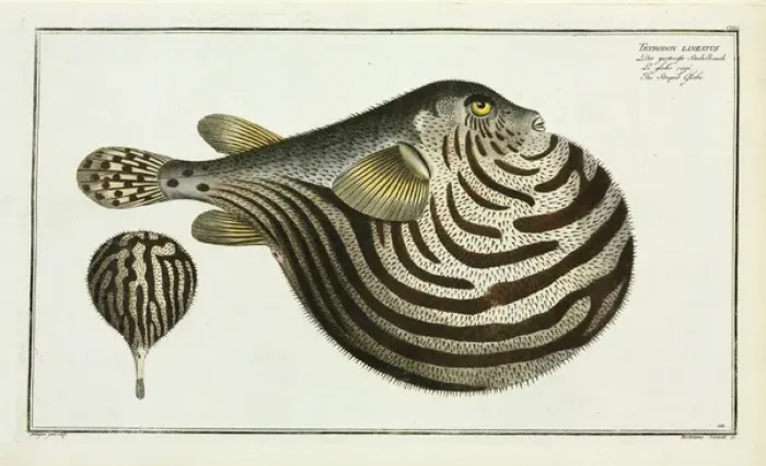 Framed Print : The Striped fish (Arothron stellatus) Framed Print : The Striped fish (Arothron stellatus)