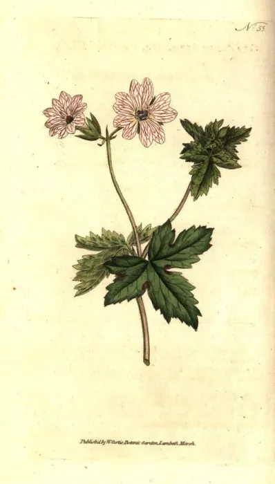 Framed Print : Striped geranium, Geranium versicolor Framed Print : Striped geranium, Geranium versicolor
