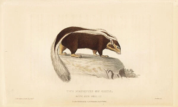 Striped hog-nosed skunk, Conepatus semistriatus
