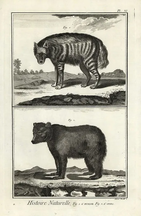 Framed Print : Striped hyena and brown bear Framed Print : Striped hyena and brown bear