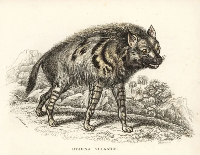 Framed Print : Striped hyena, Hyaena hyaena Framed Print : Striped hyena, Hyaena hyaena