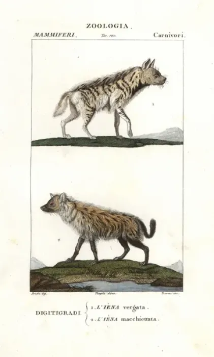 Framed Print : Striped hyena, Hyaena hyaena, and spotted hyena Framed Print : Striped hyena, Hyaena hyaena, and spotted hyena