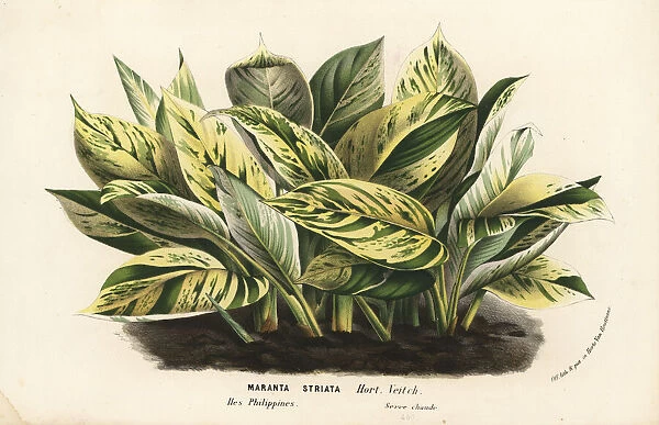 Striped prayer plant, Maranta striata