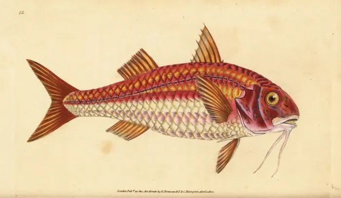 Framed Print : Striped red mullet, Mullus surmuletus Framed Print : Striped red mullet, Mullus surmuletus