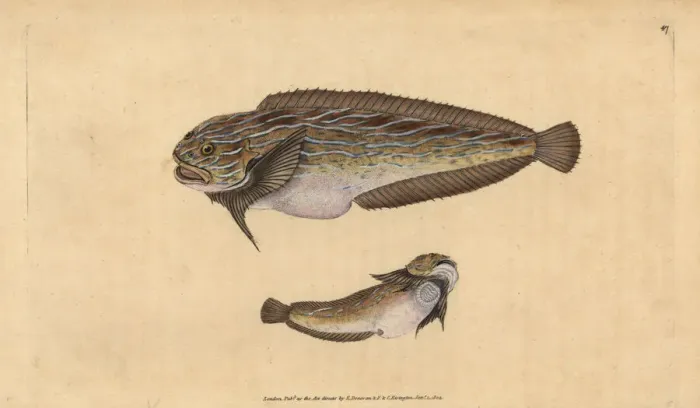 Framed Print : Striped seasnail, Liparis liparis liparis Framed Print : Striped seasnail, Liparis liparis liparis