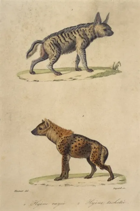 Framed Print : Striped & Spotted Hyena Framed Print : Striped & Spotted Hyena