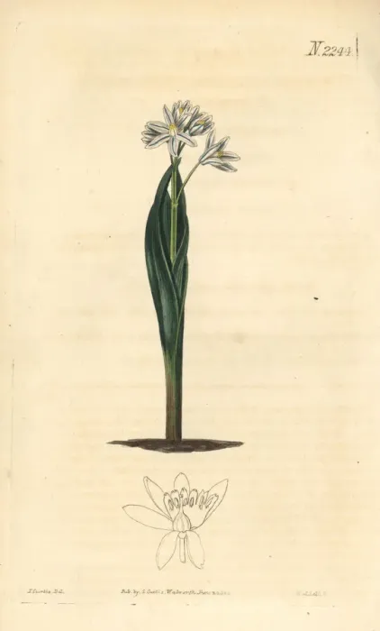Framed Print : Striped squill, Puschkinia scilloides Framed Print : Striped squill, Puschkinia scilloides