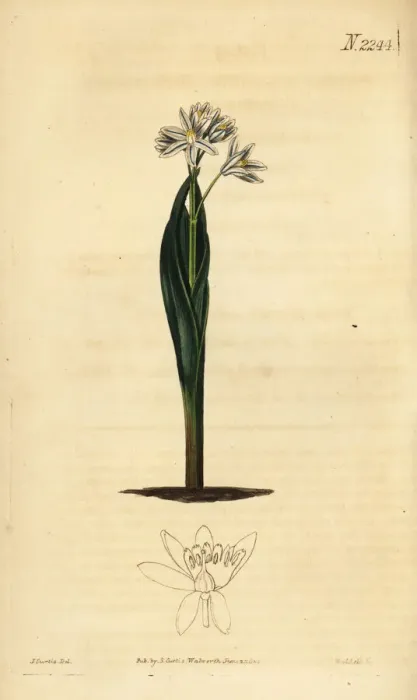 Framed Print : Striped squill, Puschkinia scilloides Framed Print : Striped squill, Puschkinia scilloides