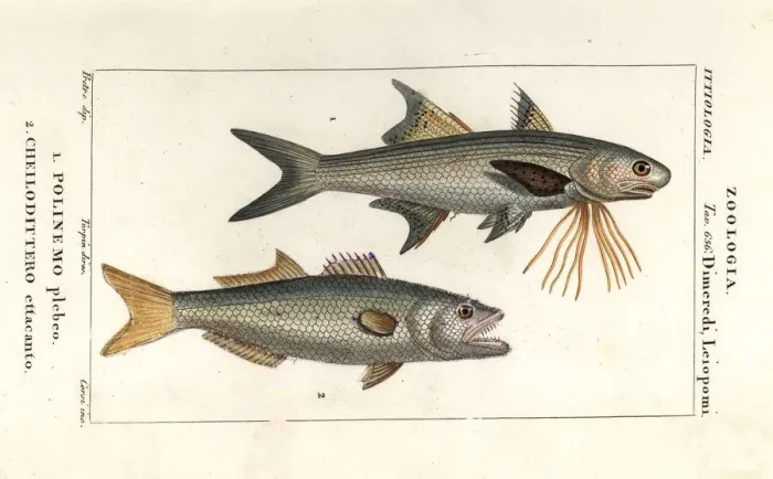 Framed Print : Striped threadfin and bluefish Framed Print : Striped threadfin and bluefish
