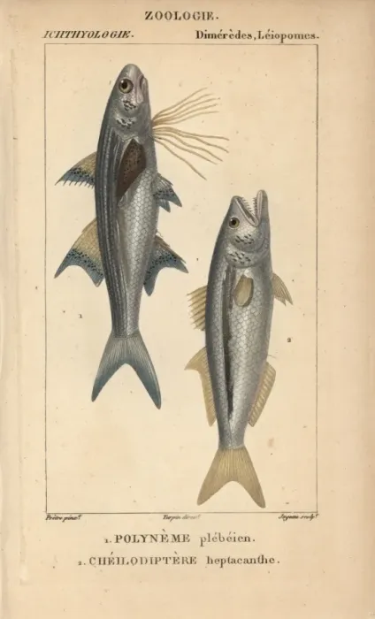 Framed Print : Striped threadfin, Polydactylus plebeius Framed Print : Striped threadfin, Polydactylus plebeius