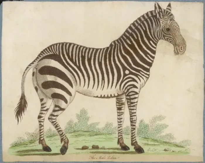 Framed Print : ZEBRA. An early depiction of a male zebra (equus or hippotigris zebra) Framed Print : ZEBRA. An early depiction of a male zebra (equus or hippotigris zebra)