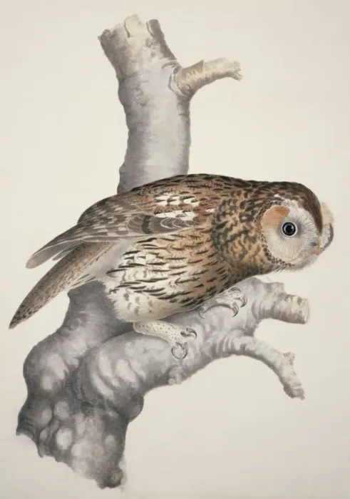 Framed Print : Strix aluco, tawny owl Framed Print : Strix aluco, tawny owl