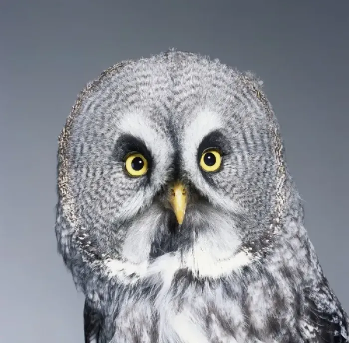 Framed Print : Strix nebulosa, great grey owl Framed Print : Strix nebulosa, great grey owl