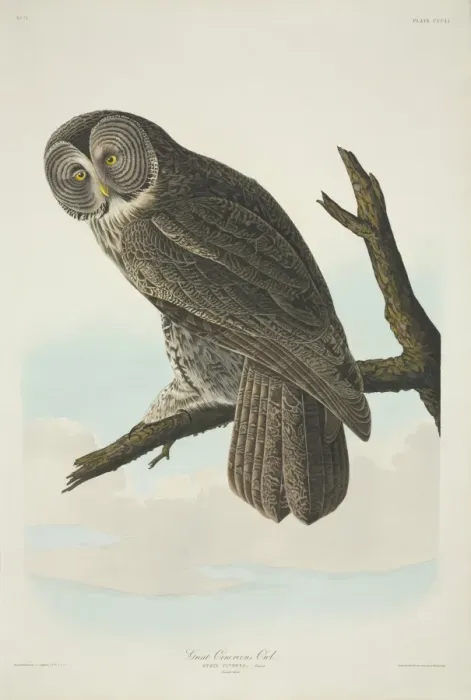 Framed Print : Strix nebulosa, great grey owl Framed Print : Strix nebulosa, great grey owl