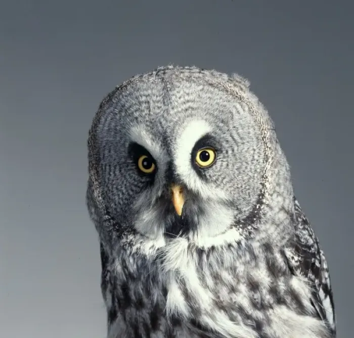 Framed Print : Strix nebulosa, great grey owl Framed Print : Strix nebulosa, great grey owl