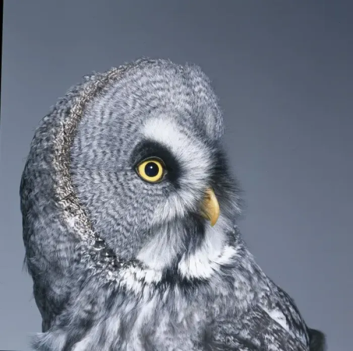 Framed Print : Strix nebulosa, great grey owl Framed Print : Strix nebulosa, great grey owl