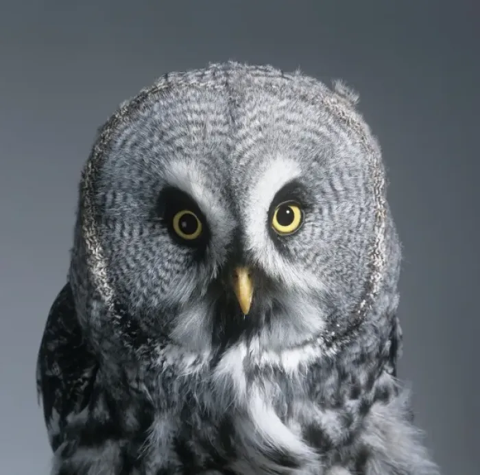 Framed Print : Strix nebulosa, great grey owl Framed Print : Strix nebulosa, great grey owl