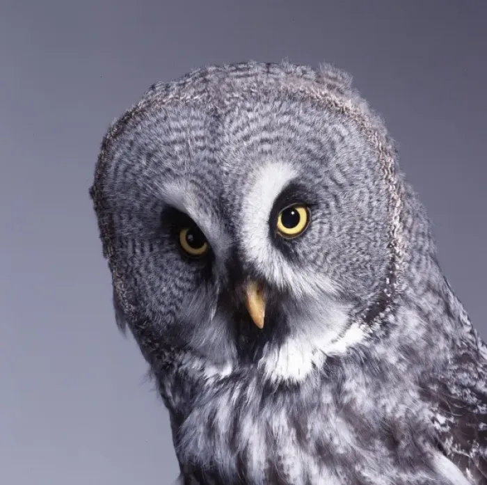 Framed Print : Strix nebulosa, great grey owl Framed Print : Strix nebulosa, great grey owl