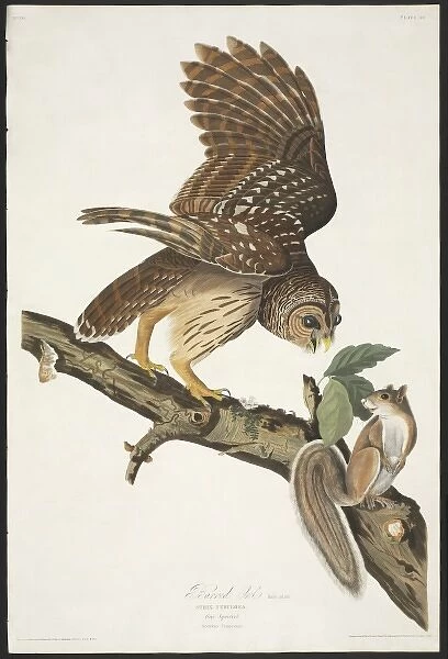 Strix varia, barred owl