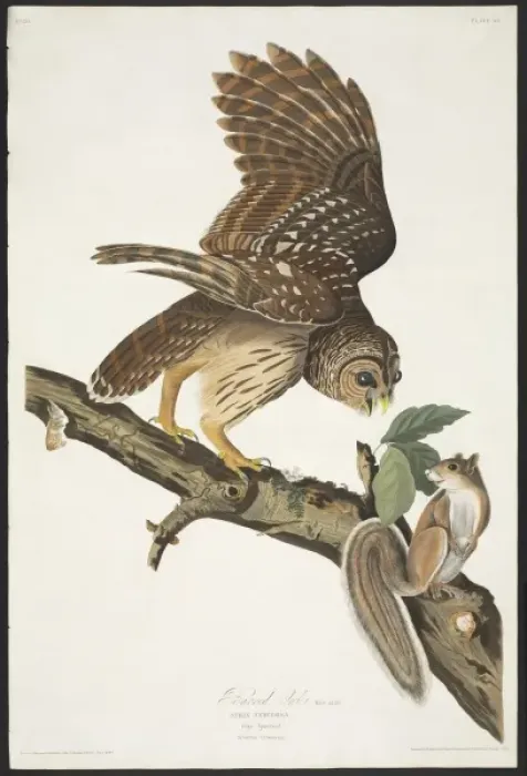 Framed Print : Strix varia, barred owl Framed Print : Strix varia, barred owl