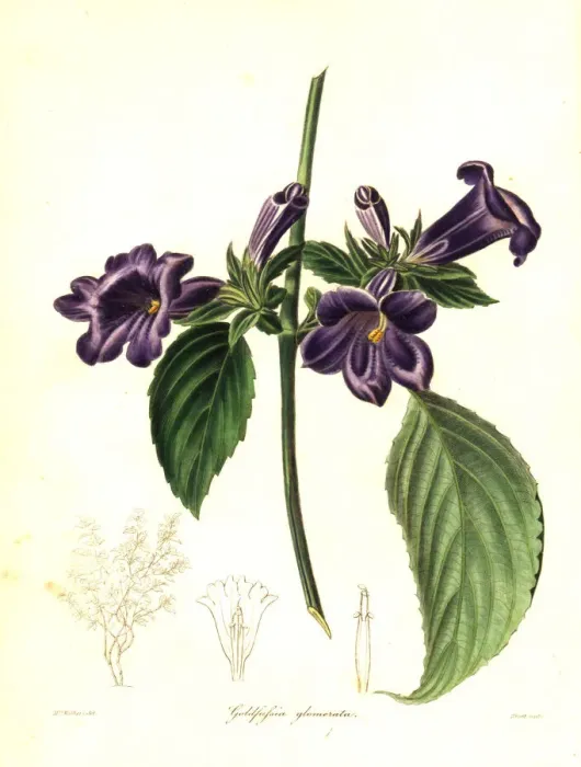 Framed Print : Strobilanthes glomerata Framed Print : Strobilanthes glomerata