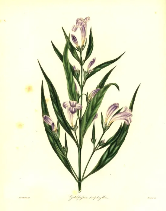 Framed Print : Strobilanthes persicifolia Framed Print : Strobilanthes persicifolia