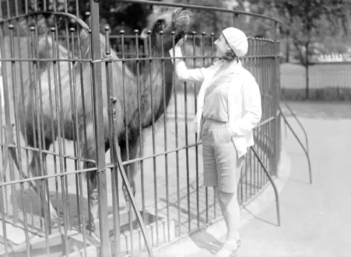 Framed Print : Stroking a Camel Framed Print : Stroking a Camel