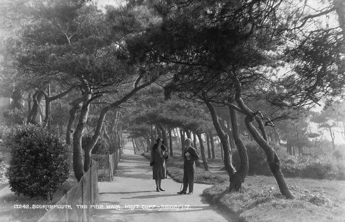 Framed Print : Stroll Along the Pine Walk Framed Print : Stroll Along the Pine Walk