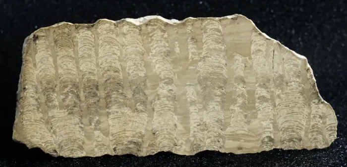Framed Print : Stromatolite Framed Print : Stromatolite