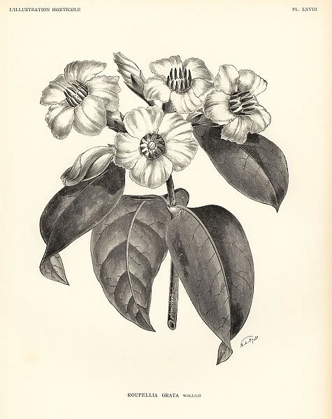 Strophanthus gratus (Roupellia grata). Woodcut by A