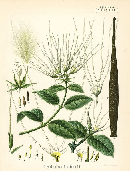 Strophanthus hispidus