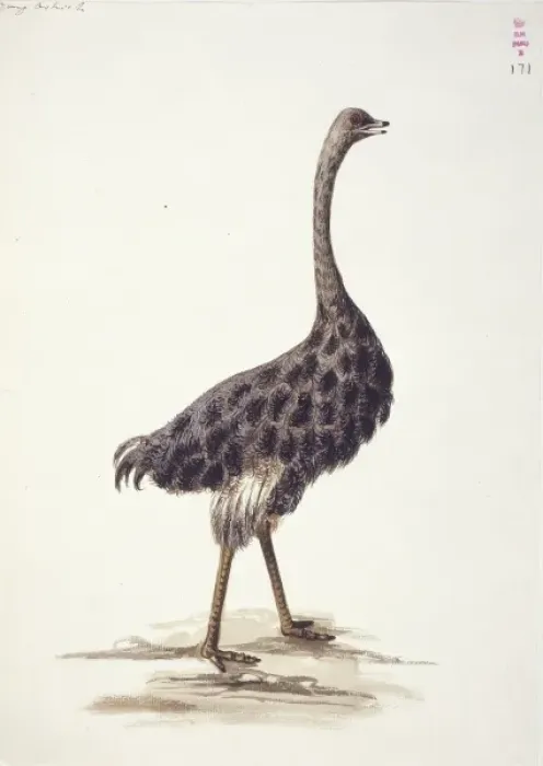 Framed Print : Struthio camelus, ostrich Framed Print : Struthio camelus, ostrich