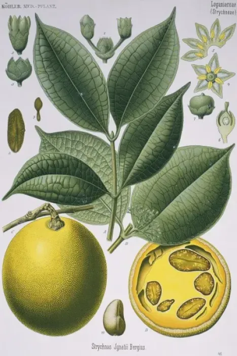 Framed Print : Strychnos ignatii, St. Ignatiuss bean Framed Print : Strychnos ignatii, St. Ignatiuss bean