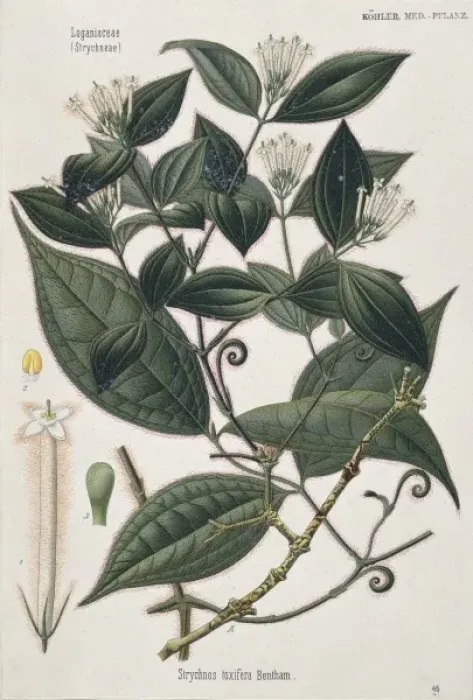 Framed Print : Strychnos toxifera, strychnos vine Framed Print : Strychnos toxifera, strychnos vine