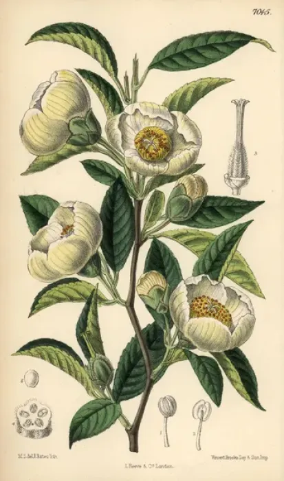 Framed Print : Stuartia pseudo-camellia, white flower native to Japan Framed Print : Stuartia pseudo-camellia, white flower native to Japan