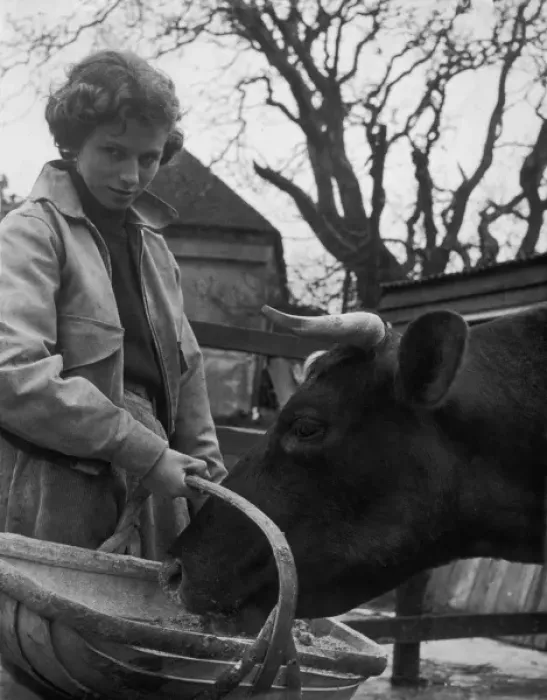 Framed Print : Student Feeds Cow 1950 Framed Print : Student Feeds Cow 1950