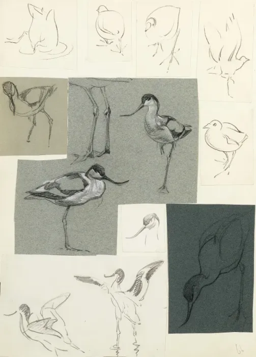 Framed Print : Studies of avocets Framed Print : Studies of avocets
