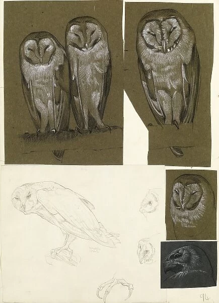 Studies of barn owls
