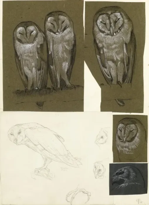 Framed Print : Studies of barn owls Framed Print : Studies of barn owls