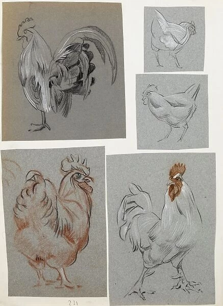Five studies of a cockerel