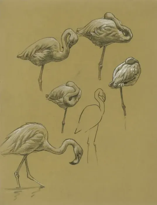 Framed Print : Studies of Flamingoes Framed Print : Studies of Flamingoes