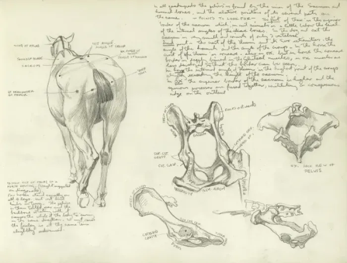 Framed Print : Studies of a horse Framed Print : Studies of a horse