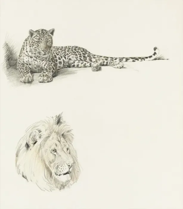 Framed Print : Studies of a Leopard and a Lion Framed Print : Studies of a Leopard and a Lion