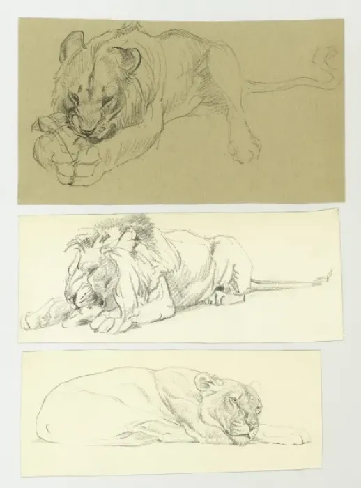Framed Print : Studies of a Lioness Framed Print : Studies of a Lioness