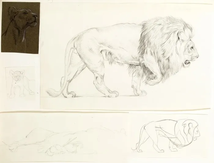 Framed Print : Studies of lions Framed Print : Studies of lions