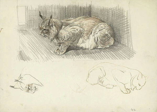 Lynx. Studies of a lynx