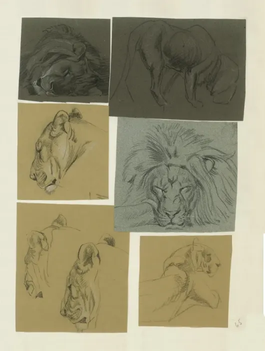 Framed Print : Studies of male and female Lion Framed Print : Studies of male and female Lion