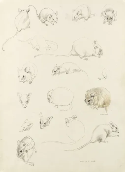 Framed Print : Studies of mice Framed Print : Studies of mice
