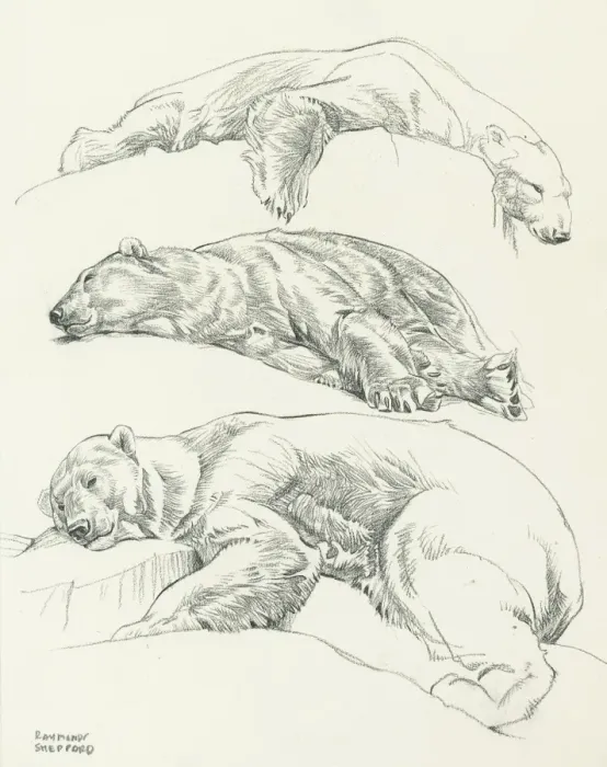 Framed Print : Studies of Polar Bears Framed Print : Studies of Polar Bears